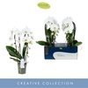 Phalaenopsis wit meer takken