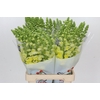 Antirrhinum Potomac Geel