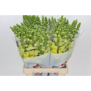 Antirrhinum Potomac Yellow