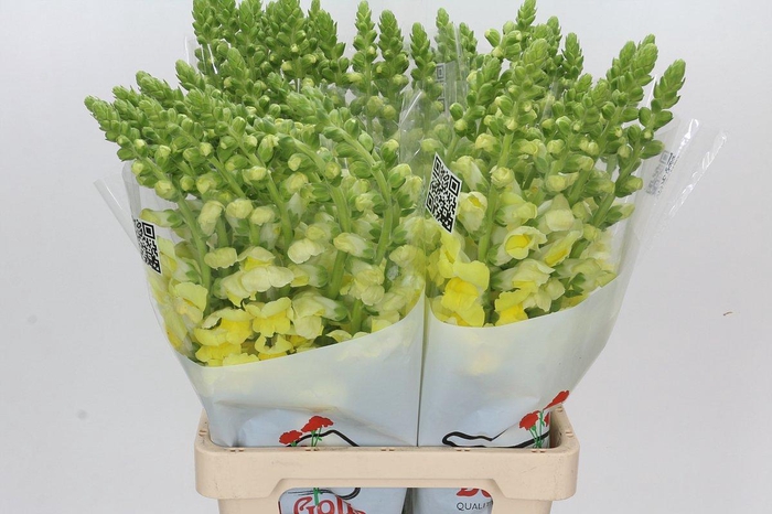 <h4>Antirrhinum Potomac Yellow</h4>