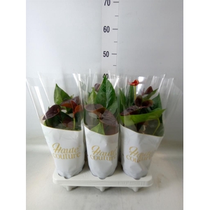 Anthurium andr. 'Essencia'