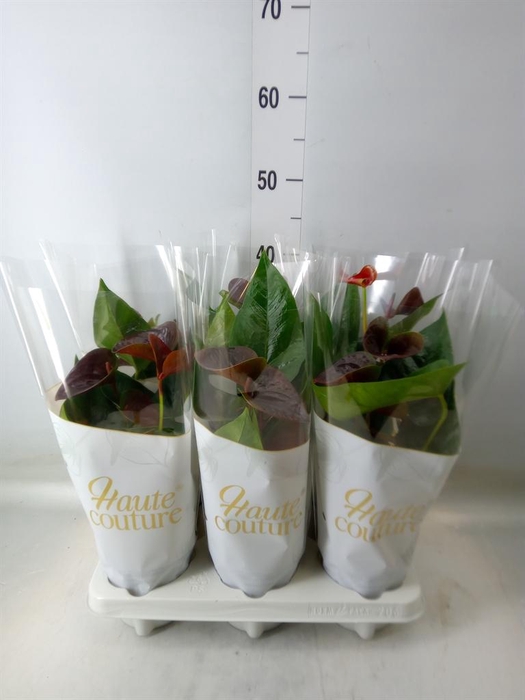 <h4>Anthurium andr. 'Essencia'</h4>