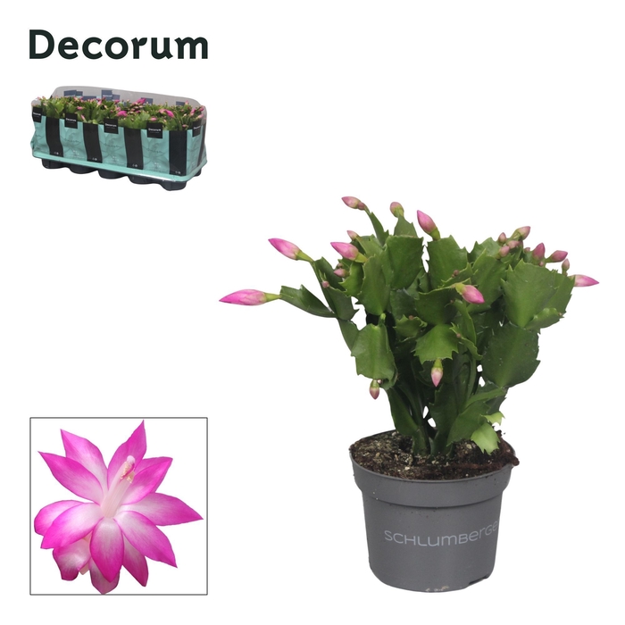 <h4>Schlumbergera - 10,5 cm - Pink (Russian) - Decorum</h4>