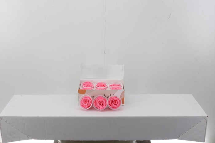 <h4>Rosa Preserved Light Pink</h4>