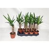 Yucca