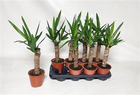 Yucca