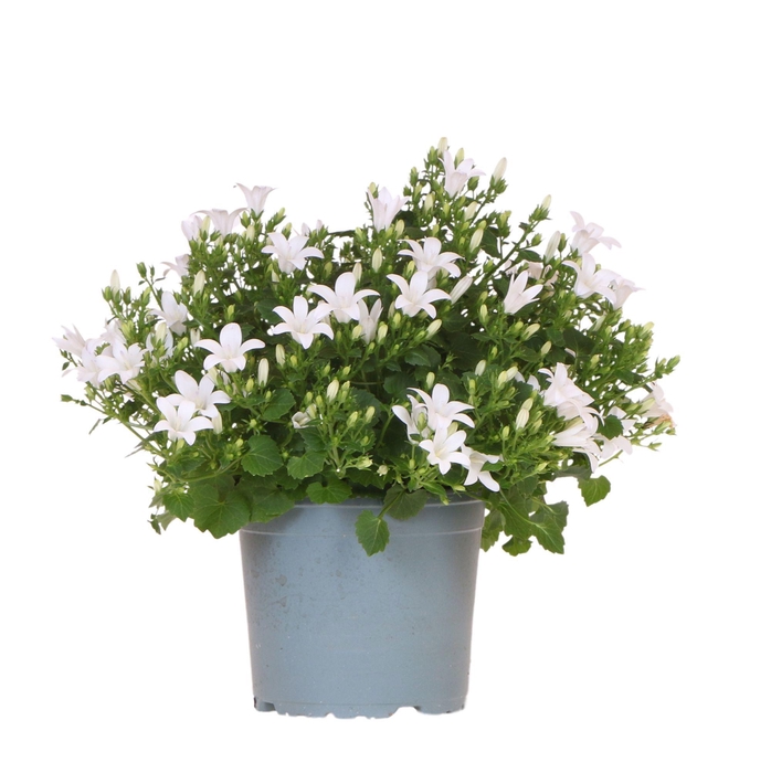 <h4>Campanula white</h4>