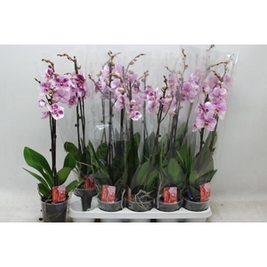 PHAL OV