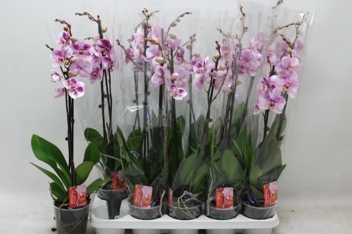 <h4>PHAL OV</h4>