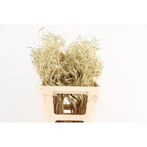 Stem Ting Ting Gold Per Stem 50cm