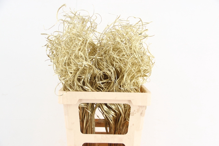 <h4>Stem Ting Ting Gold Per Stem 50cm</h4>