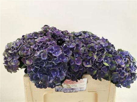 <h4>Hydr M Charlotte Paars</h4>