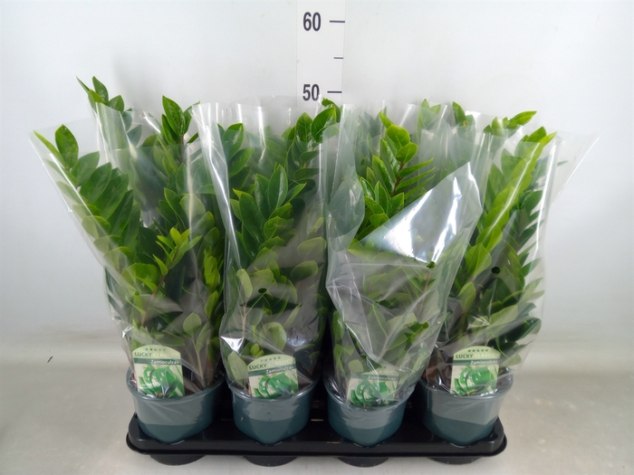 <h4>Zamioculcas zamiifolia</h4>