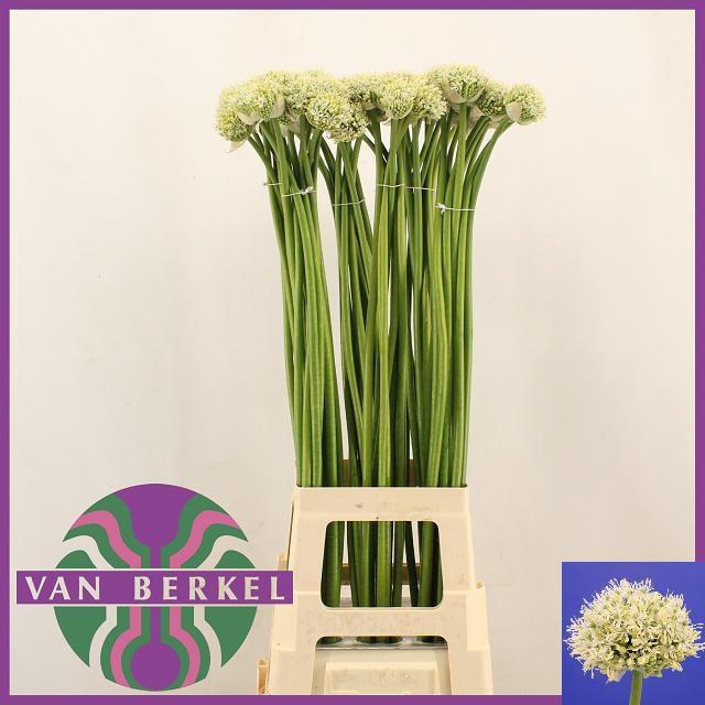 <h4>ALLIUM MOUNT EVEREST</h4>