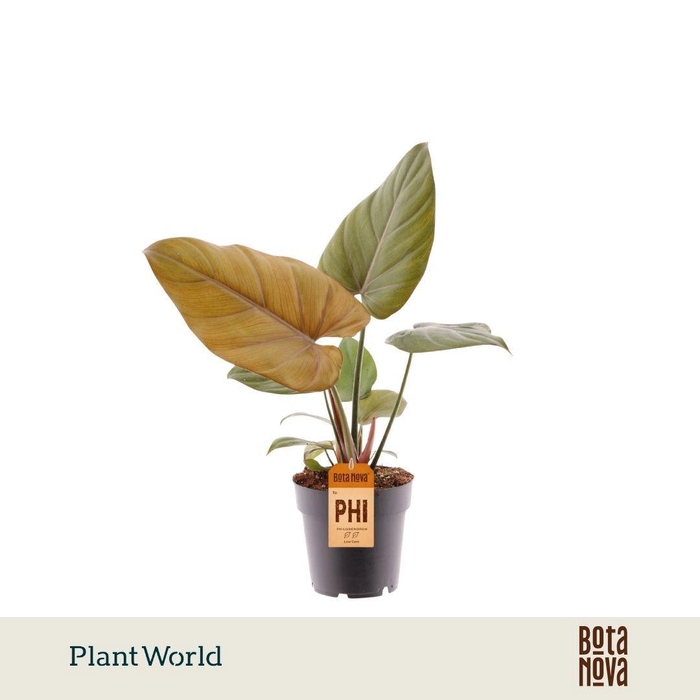 <h4>Philodendron Summer Glory</h4>