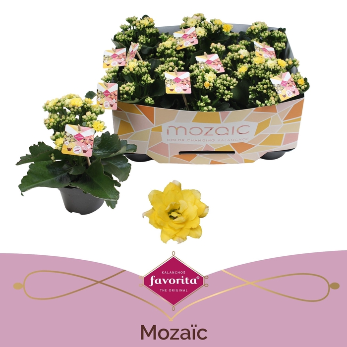 <h4>KAL GE SP MOZAIC</h4>