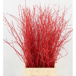BETULA BS KLB H%