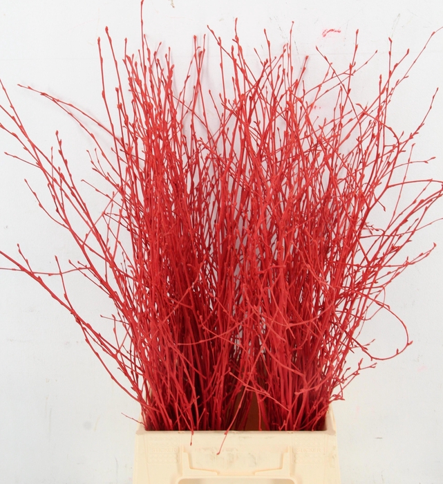Betula Bs Klb H%