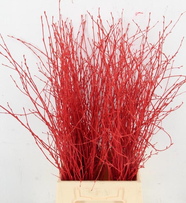 <h4>BETULA BS KLB H%</h4>