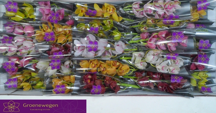 <h4>CYMB MI GEM</h4>