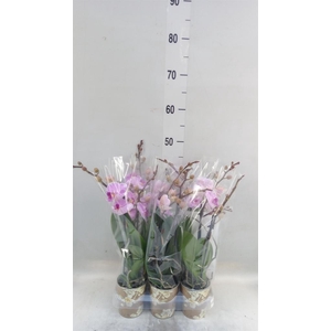 Phalaenopsis multi.   ...lilac