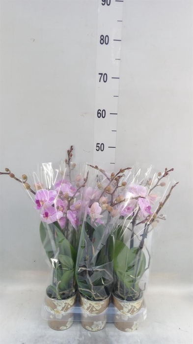 <h4>Phalaenopsis multi.   ...lilac</h4>