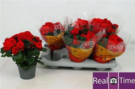 <h4>Beg Du Baladin</h4>