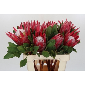 Protea Cynaroides Madiba