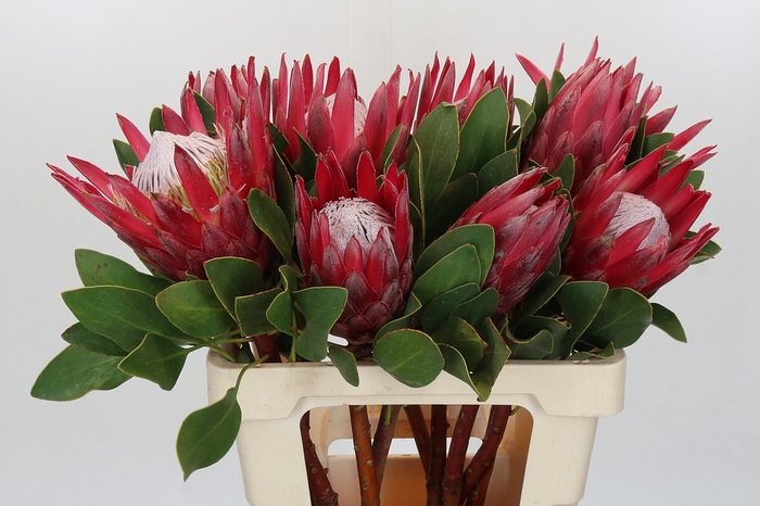 <h4>Protea Cynaroides Madiba</h4>