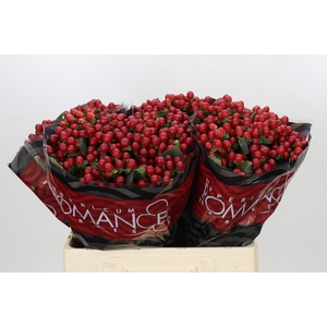 Hypericum True Romance