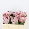PROTEA CYNAROIDES