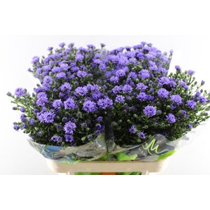 Aster Astee Dark Milka L 80/30