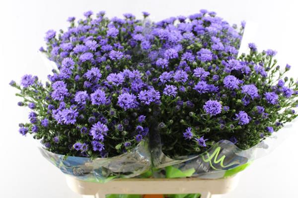 <h4>Aster Astee Dark Milka L 80/30</h4>