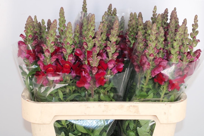 ANTIR ANTIBES RED