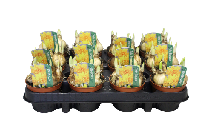 <h4>Bol op pot Narcis tete Boucle</h4>