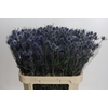 Eryngium Blue Dynamite