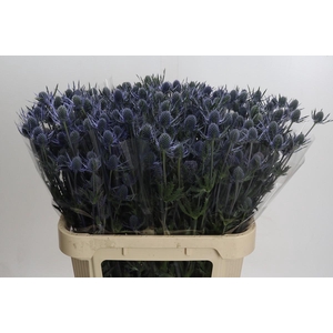 Eryngium Blue Dynamite