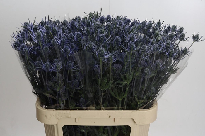Eryngium Blue Dynamite