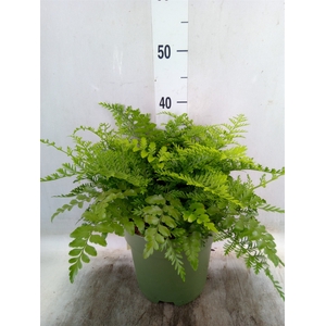Asplenium parvati