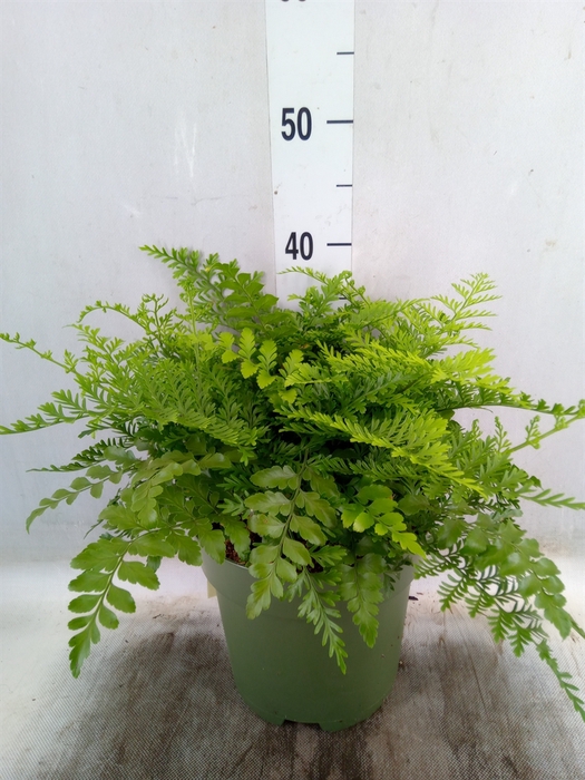 <h4>Asplenium parvati</h4>