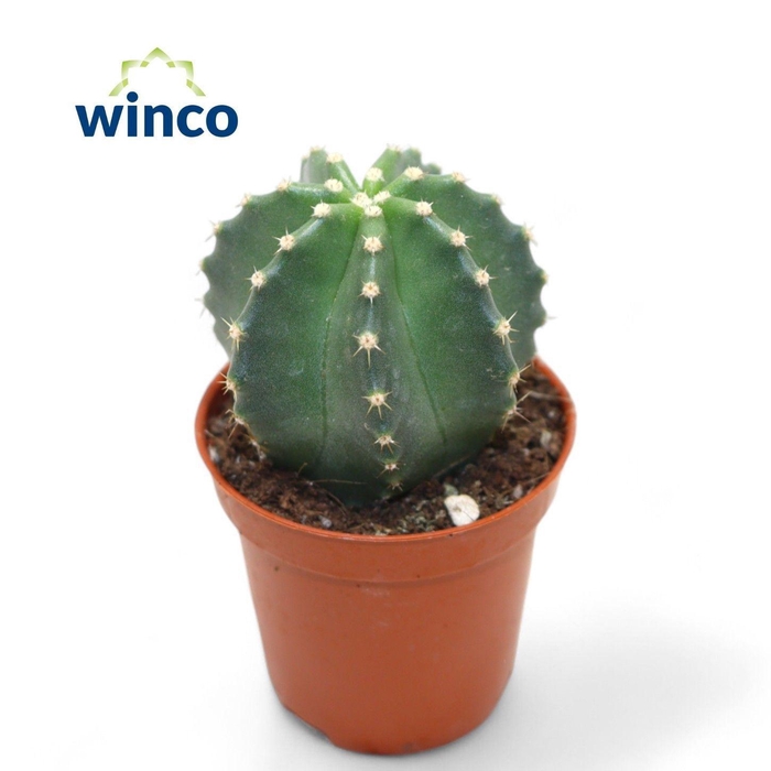 <h4>CACTUS OV</h4>