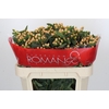 Hypericum Mellow Romance Spray