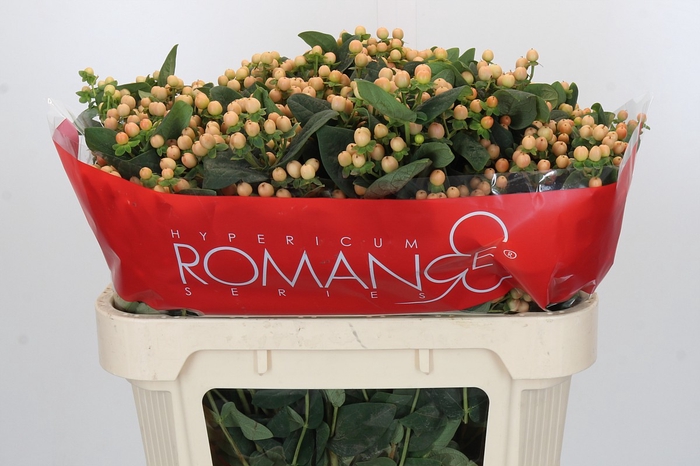 Hypericum Mellow Romance Spray