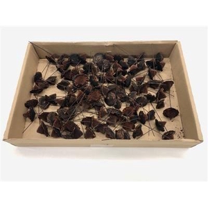 K22.PROTEA TOPHEAD B KERST