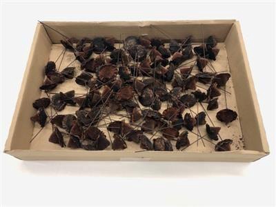 <h4>K22.PROTEA TOPHEAD B KERST</h4>