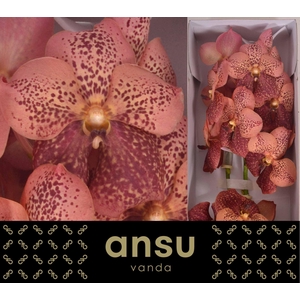Vanda  'Sunanda Leopard Coral'