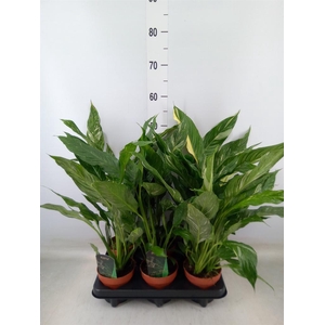 Spathiphyllum  'Diamond'