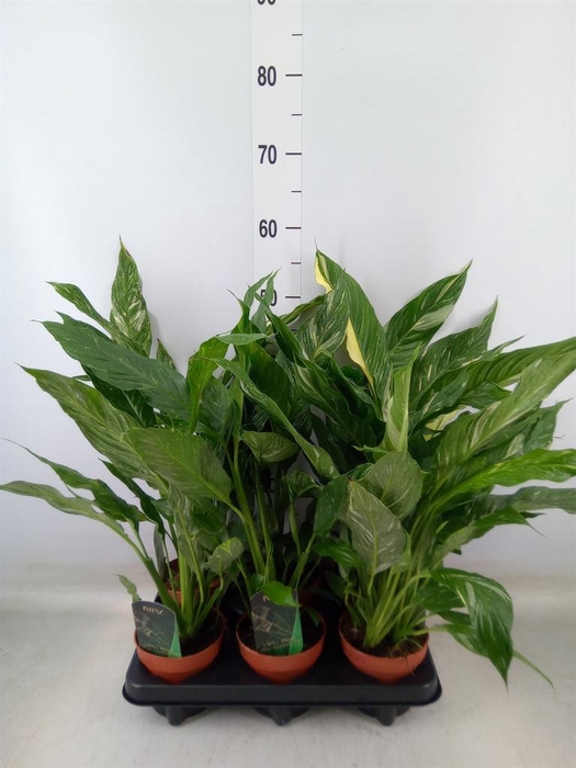 <h4>Spathiphyllum  'Diamond'</h4>