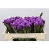 Liatris Spicata