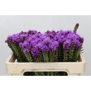 Liatris Spicata